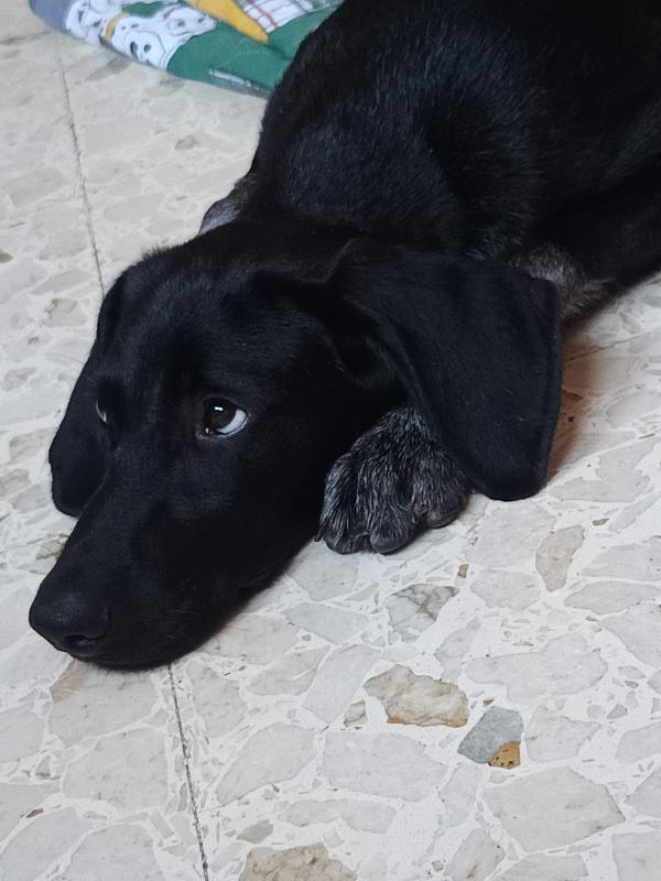 Dolcissima mix segugio 8 mesi Foto 4